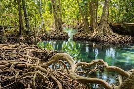 Mangroves~ Against climate change! 7 Facts🐾