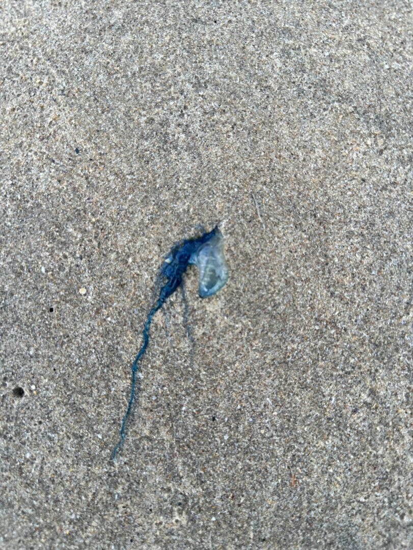 Blue Bottle AKA Portuguese Man O War