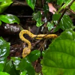 a weekend of herping in western ghats karnataka india v0 7gej0fyciofb1