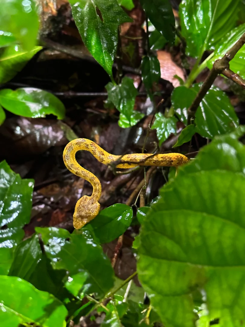 Malabar Pit Viper in Aboli