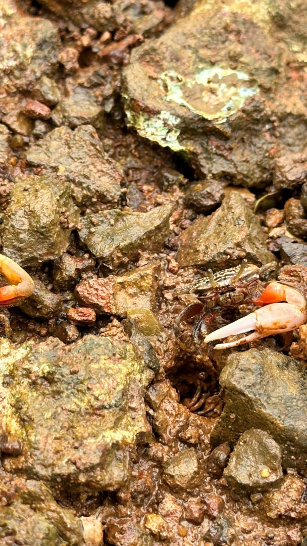 Fiddler crab one arm
