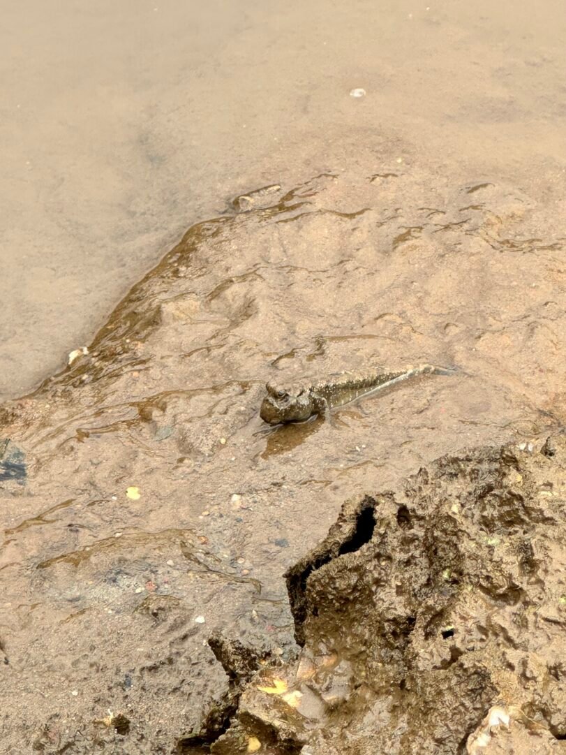 Mudskipper at Manhgrove Walk in Vengurla