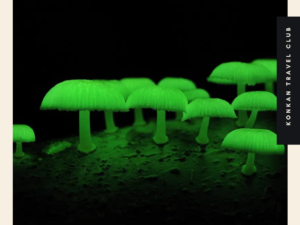 Glowing Mushroom goa