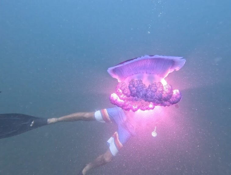 Jellyfish