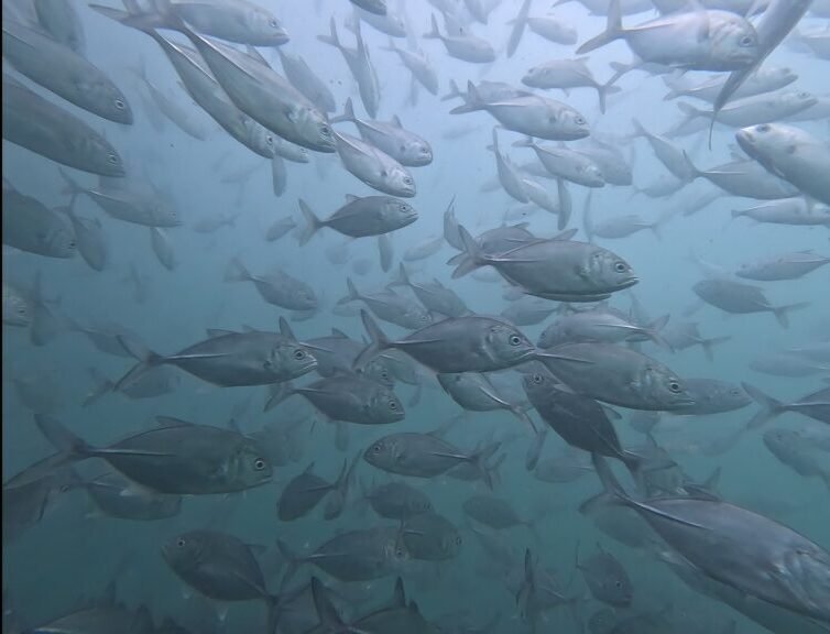 Vengurla Rocks Lighthouse Scuba Diving Fish