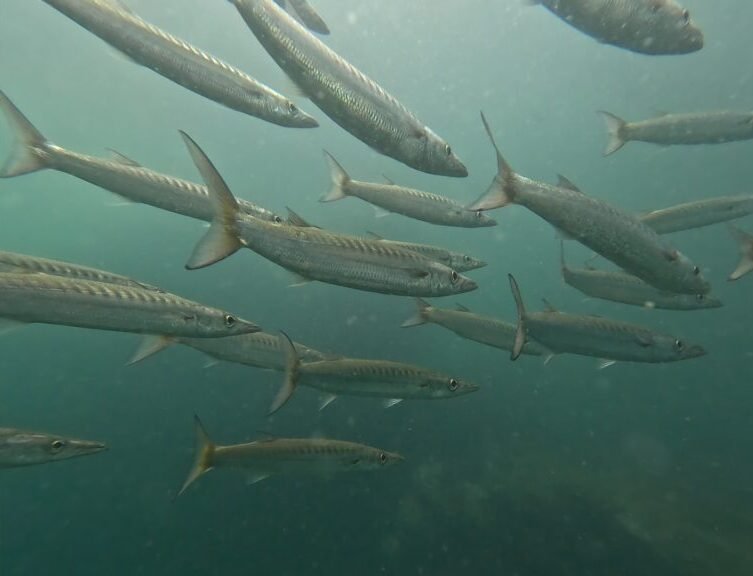 Barracuda Fish Scuba Dive