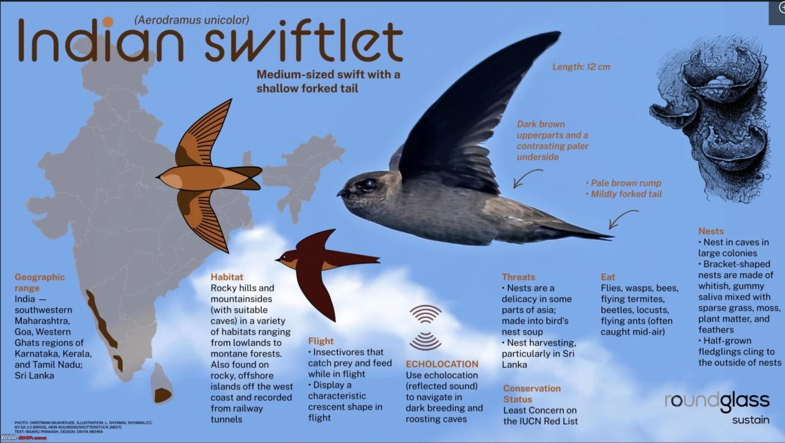 swiflet