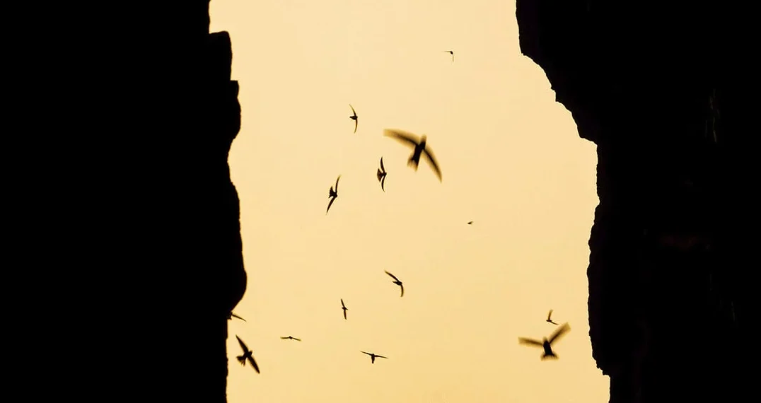 Old Lighthouse and Burnt islands are a part of the Vengurla Rocks archipelago, a group of islands offshore from Sindhudurg, Maharashtra. The largest colony of Indian swiftlets are found here.