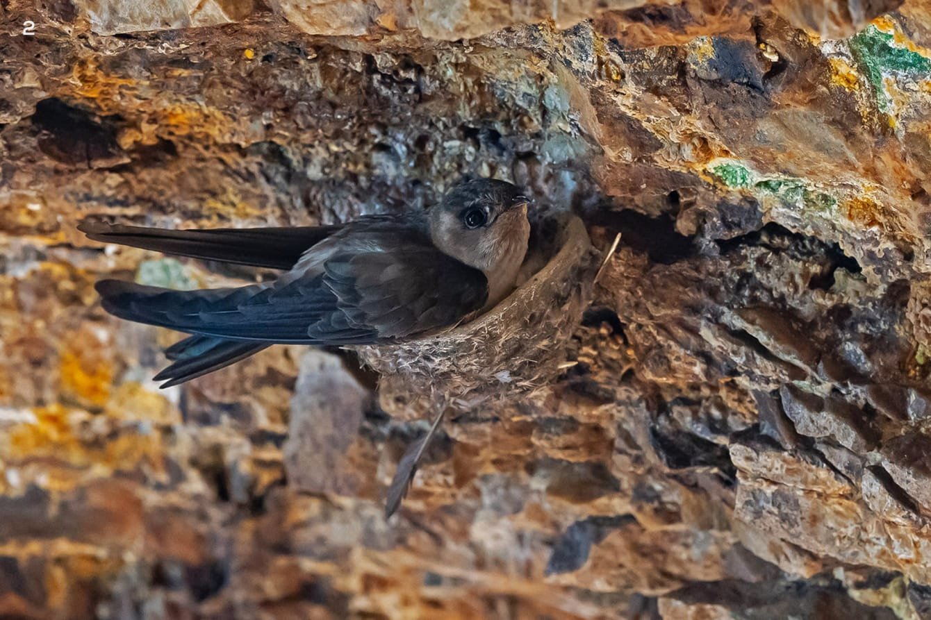 Indian Swiftlet: The Best Kept Secret of Vengurla Rocks