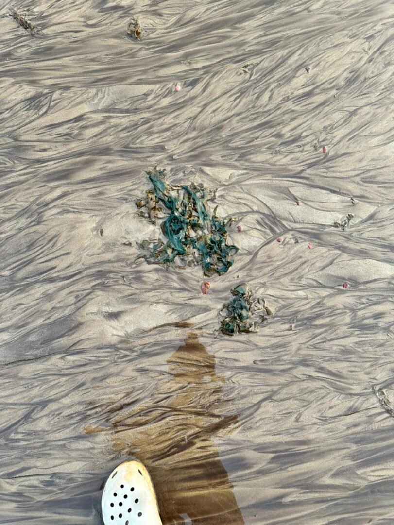 Black Sand Pebble Beach Trail | Vengurla Sindhudurg 1 Sargassum Sea Algae turns teal upon oxidation