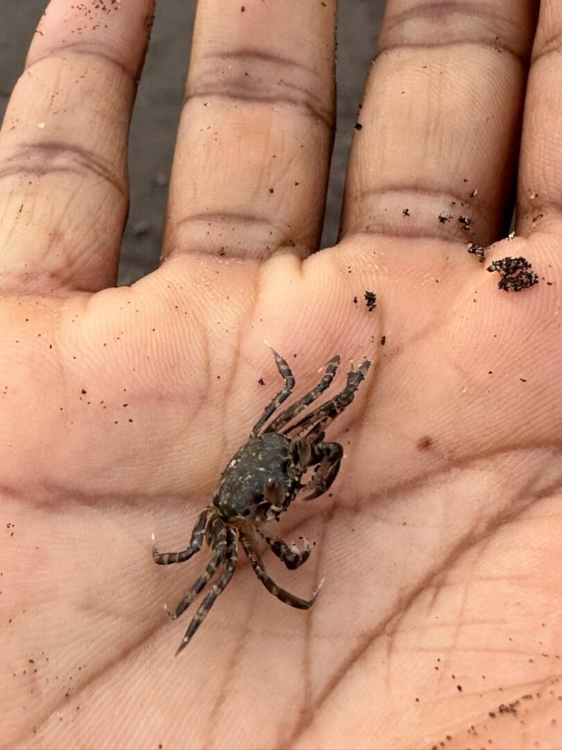 Black Sand Pebble Beach Trail | Vengurla Sindhudurg 3 black intertidal ghost crab