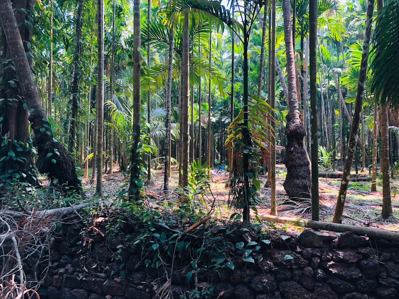 Homestay near malvan