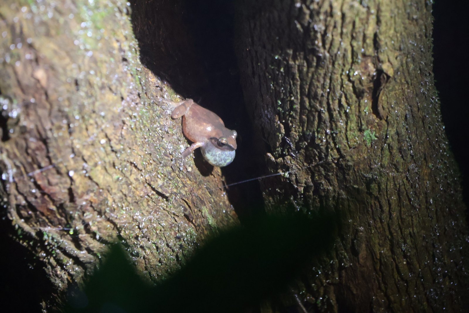 Herping Night Trail in Amboli & Surla | Night Wildlife Walk | Konkan Travel Club 1 IMG_5033