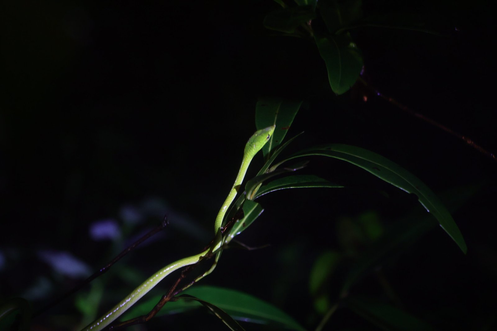 Herping Night Trail in Amboli & Surla | Night Wildlife Walk | Konkan Travel Club 4 IMG_5056