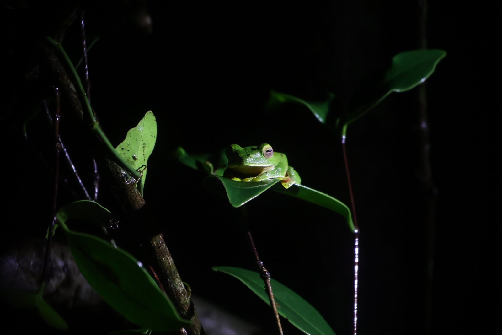 Herping Night Trail in Amboli & Surla | Night Wildlife Walk | Konkan Travel Club 2 IMG_5102 (1)