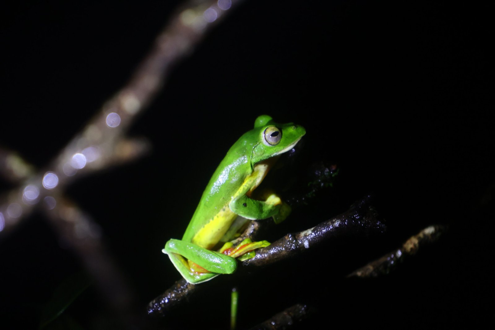 Herping Night Trail in Amboli & Surla | Night Wildlife Walk | Konkan Travel Club 3 IMG_5108 (1)