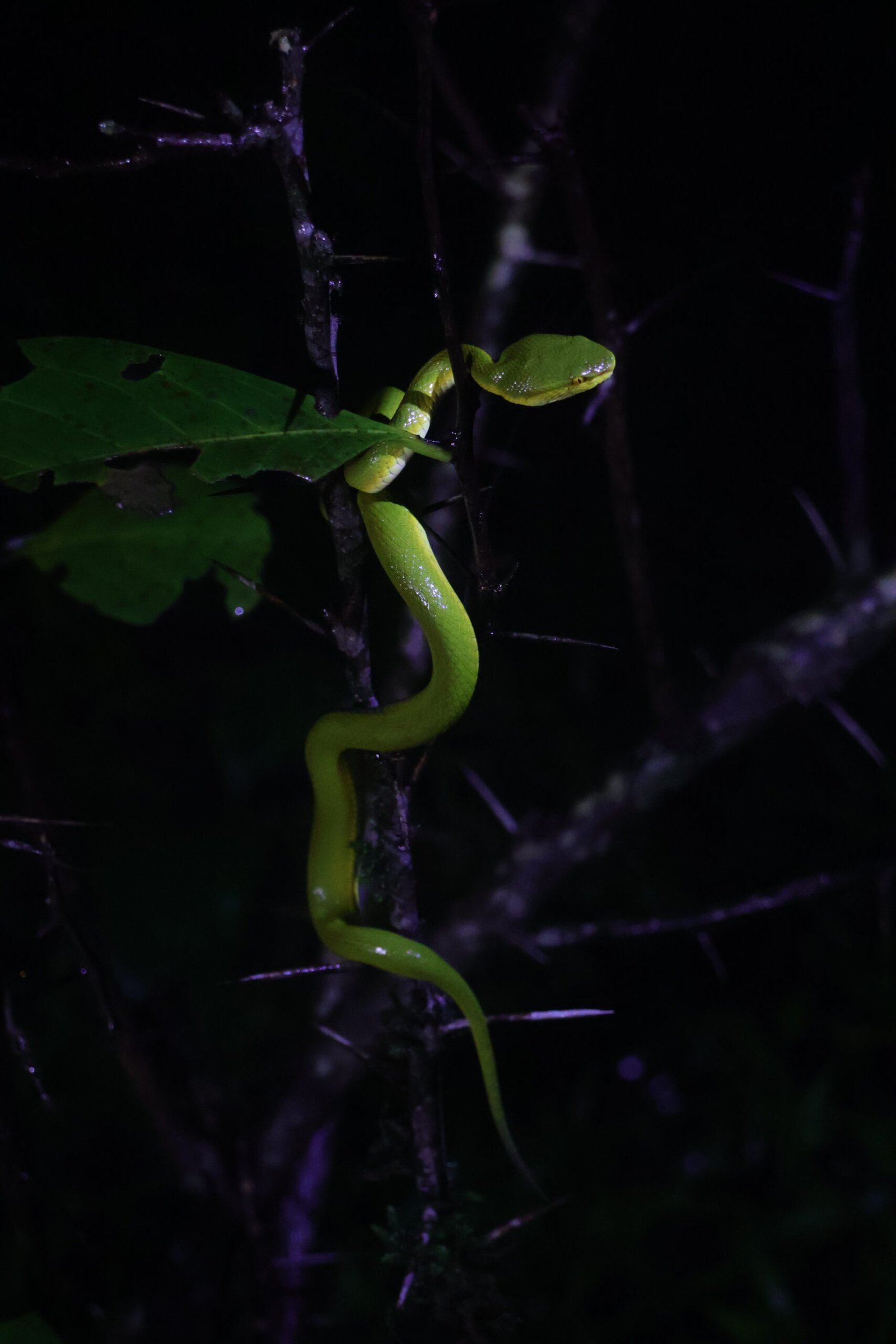 Herping Night Trail in Amboli & Surla | Night Wildlife Walk | Konkan Travel Club 6 IMG_5175 (2)
